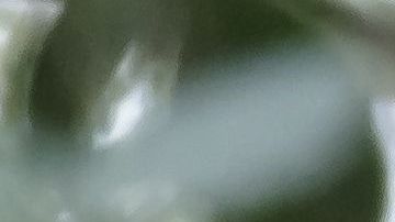 La perra tenía más aspecto de lobo.