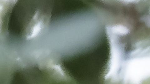 La perra tenía más aspecto de lobo.