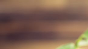 Conoce los beneficios curativos de realizar desintoxicaciones periódicas para depurar el organismo.