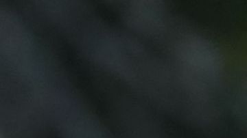 Los osos se comportaron como si fueran niños.