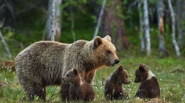 Los osos se comportaron como si fueran niños.
