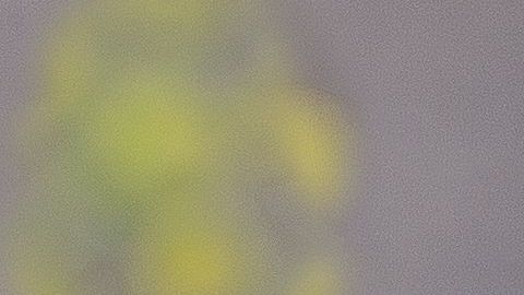 La jalea real es considerada un poderoso remedio para regular la glucosa en la sangre.