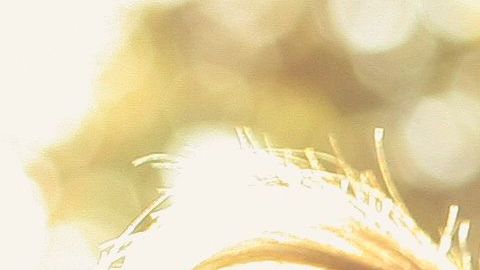 Siempre sentirán mayor empatía por este hijo.