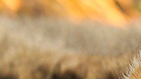 El cachorro tenía pocas posibilidades de sobrevivir.