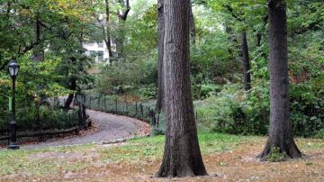 El recorrido por la Villa Séneca es guiado por expertos del Central Park.