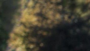 Harrison Ford en el papel de Thornton y Buck en una escena de "The Call of the Wild".