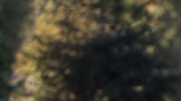 Harrison Ford en el papel de Thornton y Buck en una escena de "The Call of the Wild".