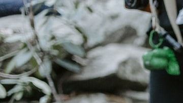 Tips para viajar con tu mascota / Crédito: Fotógrafo Patrick Hendry vía Unsplash