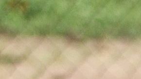 Los pangolines están amenazados por la caza furtiva.