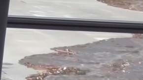 Más de 15,000 personas fallecieron como resultado de tsunami en Japón.