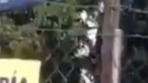 VIDEO: Así ejecutan sicarios con tiro de gracia en territorio del Cártel de Sinaloa