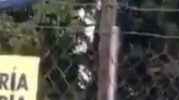 VIDEO: Así ejecutan sicarios con tiro de gracia en territorio del Cártel de Sinaloa