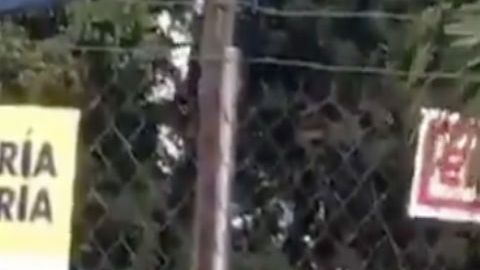 VIDEO: Así ejecutan sicarios con tiro de gracia en territorio del Cártel de Sinaloa