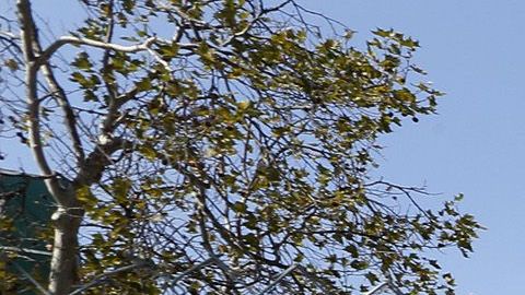 CDC recomienda el cierre de escuelas para prevenir el coronavirus.