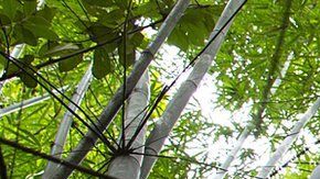 Científicos brasileños están utilizando bambú como sustituto de tuberías y cables.