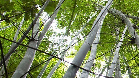 Científicos brasileños están utilizando bambú como sustituto de tuberías y cables.