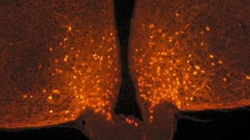 Los astrocitos cubren las neuronas POMC antes de una comida, pero se retiran después de comer,.