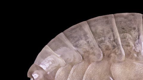 El Eurythenes plasticus es una muestra de nuestro manejo inadecuado de los residuos plásticos.