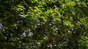 El paciente estaba internado en el hospital Cosme Argerich de Buenos Aires.