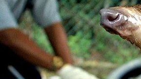 Los pangolines son los mamíferos que con frecuencia se trafican ilegalmente.