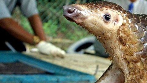 Los pangolines son los mamíferos que con frecuencia se trafican ilegalmente.