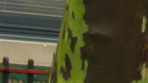 Decimotercera generación de la F-Series