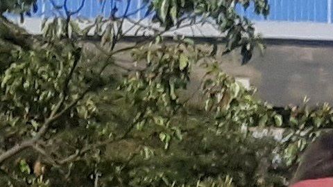 Según el integrante del comité, aún se analizan los detalles para acordar la nueva fecha.