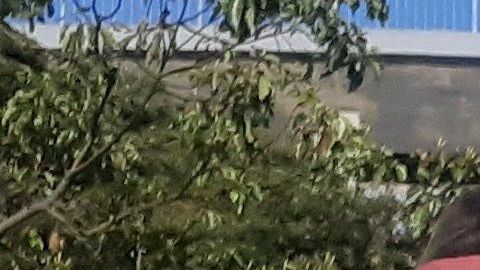 Según el integrante del comité, aún se analizan los detalles para acordar la nueva fecha.