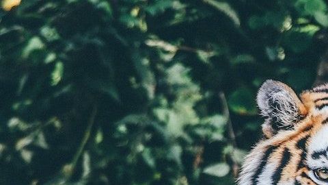 5 destinos para aquellos amantes de los animales
*Foto: Nick Karvounis vía Unsplash