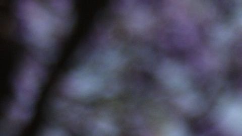 El podcast va dirigido a la audiencia de habla hispana.