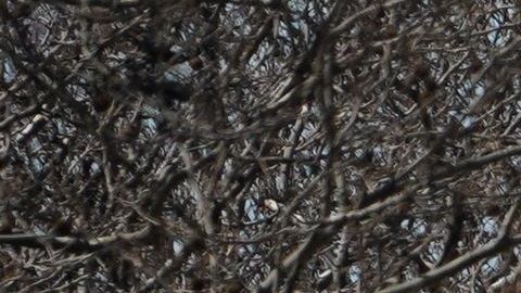 El 56% de los casos están apareciendo en Nueva York.