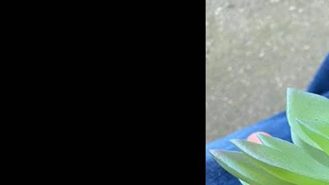 La planta era falsa.