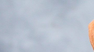 Ahora podrás darle un hogar a un cachorrito al mismo tiempo que recibes un montón de cerveza.