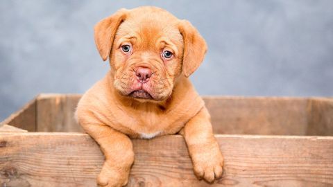 Ahora podrás darle un hogar a un cachorrito al mismo tiempo que recibes un montón de cerveza.