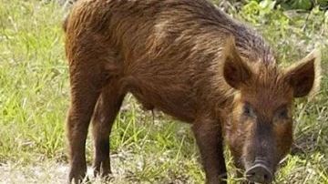 Los cerdos salvajes en Texas.