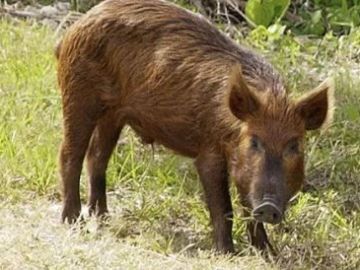 Los cerdos salvajes en Texas.