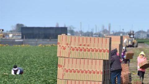 Agricultores en Oxnard, California.