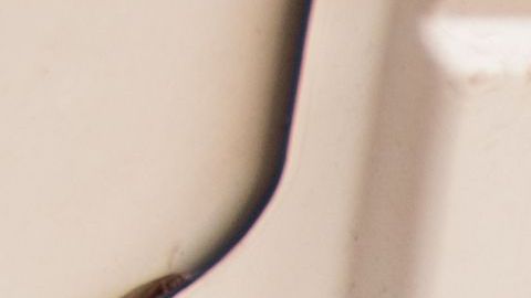 Parecen inofensivos, pero no lo son...