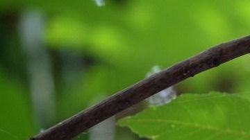 Bugambilia-Yunuen Vázquez C en Pixabay