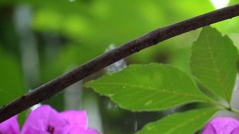 Bugambilia-Yunuen Vázquez C en Pixabay