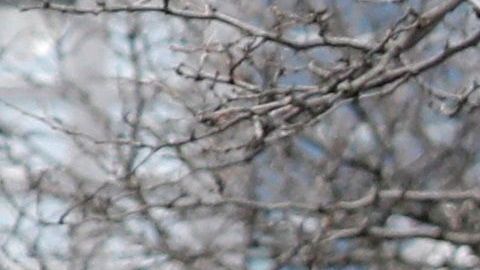 Decenas llegaron al oeste de Manhattan para ver al buque.