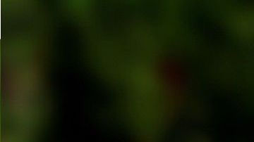 Un cachorro roba comida a un perro.