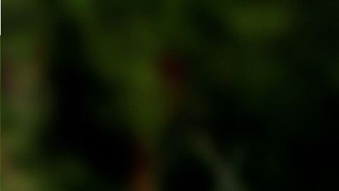 Un cachorro roba comida a un perro.