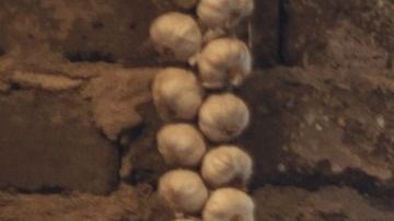 Los cactus y suculentas se hicieron tan populares un tiempo que ahora ya pasaron de moda.