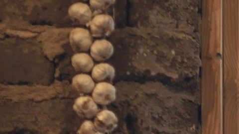 Los cactus y suculentas se hicieron tan populares un tiempo que ahora ya pasaron de moda.