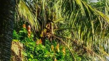 Casa del árbol en Bali, Indonesia.