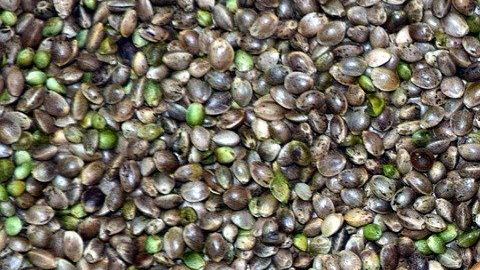 cáñamo-Ulrike Leone-Pixabay