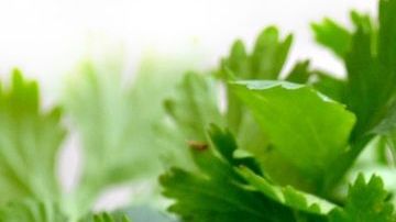 El té de cilantro es uno de los mejores aliados para fortalecer al sistema nervioso.