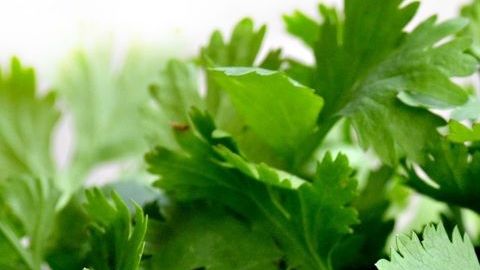 El té de cilantro es uno de los mejores aliados para fortalecer al sistema nervioso.