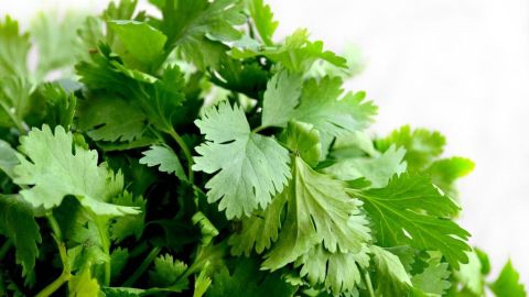 El té de cilantro es uno de los mejores aliados para fortalecer al sistema nervioso.